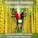 Authentic Yunnan golden sugarcane fresh wholesale 10 jin, seasonal fruit crisp, sweet, juicy, yellow-skinned sugarcane, homegrown by farmers