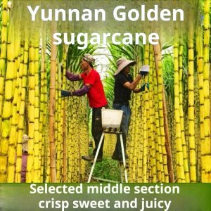 Authentic Yunnan golden sugarcane fresh wholesale 10 jin, seasonal fruit crisp, sweet, juicy, yellow-skinned sugarcane, homegrown by farmers